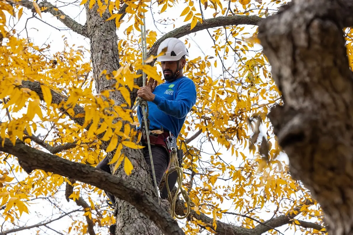 Skilled Tree Transplanting crew working in Grandview